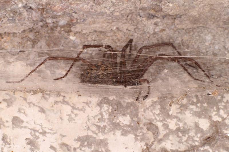 Tegenaria_parietina_D6167_Z_85_Les Gris_Frankrijk.jpg
